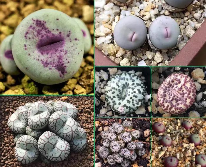 50款最红的多肉一棵多少钱,2021多肉植物掉价最多品种