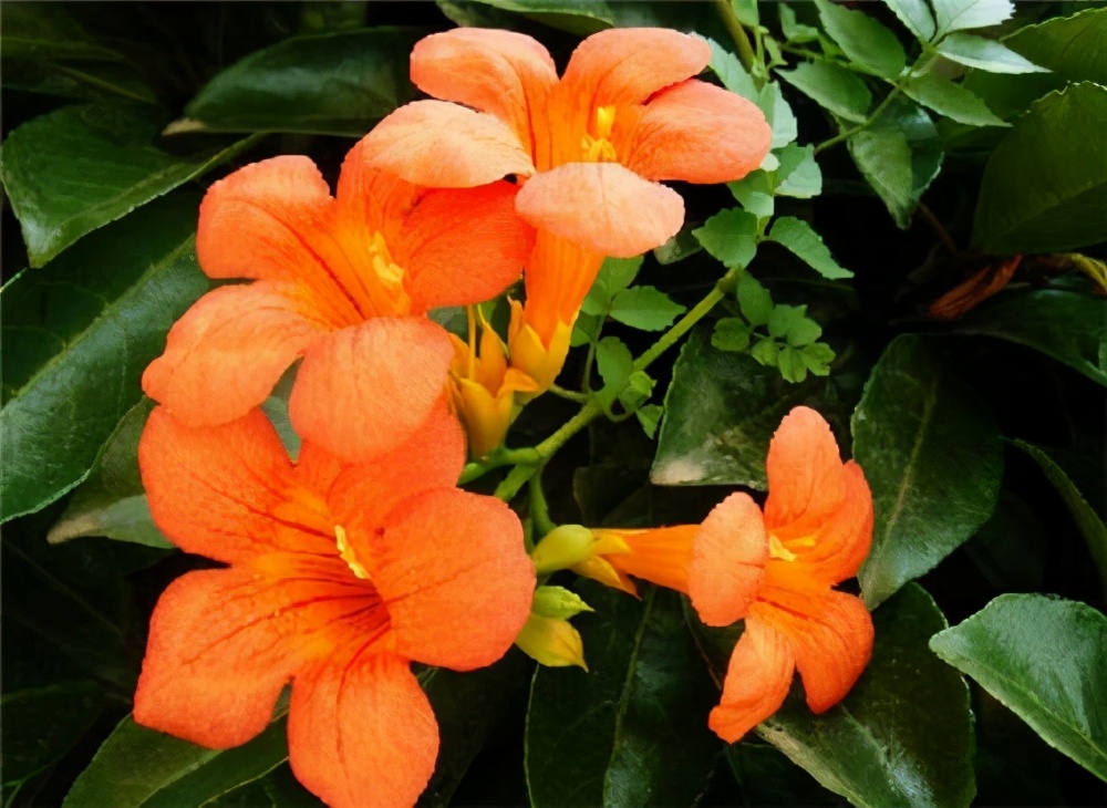 树的花语你知道是什么吗,你知道茉莉花的花语吗