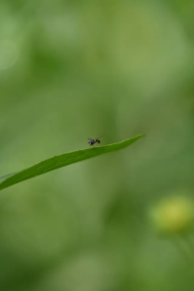 尼康105-2.8d微距镜头,尼康z1052.8s镜头拍摄效果