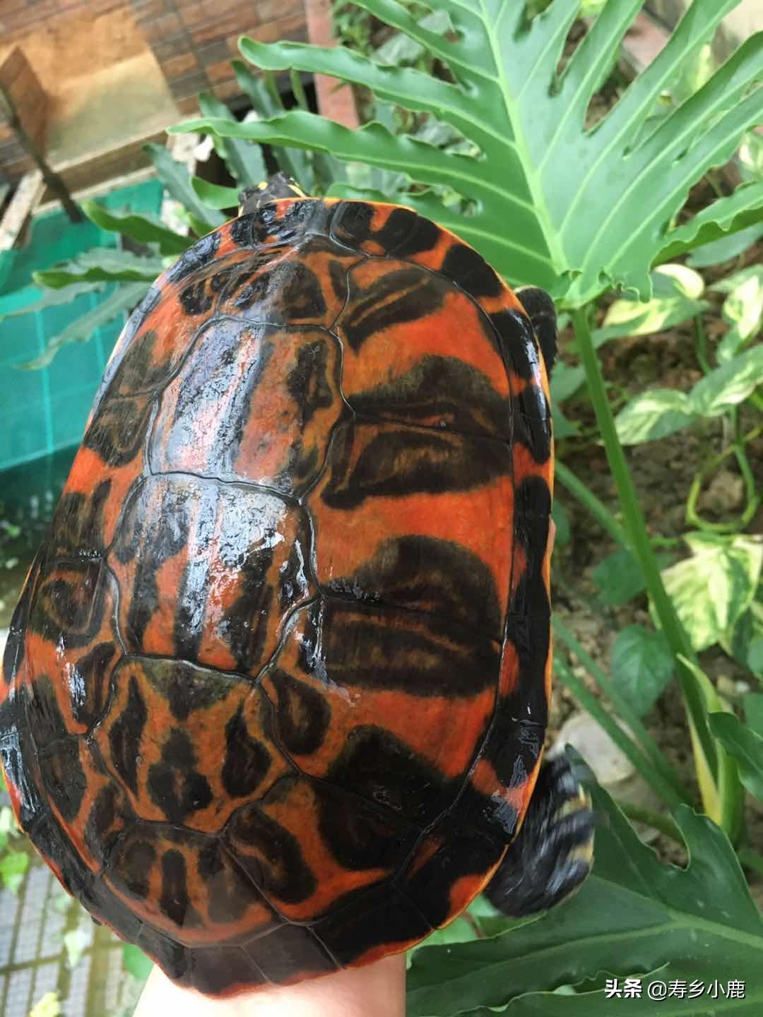 龟池里出现白色虫子,龟身上有白色的虫子怎么办