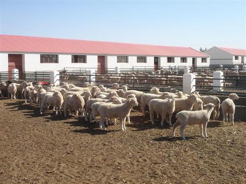 农村返乡创业青年养殖生态猪,返乡创业搞养殖带领群众致富