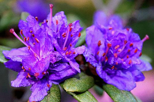 花卉大全500种杜鹃花,草本杜鹃花图片欣赏及介绍