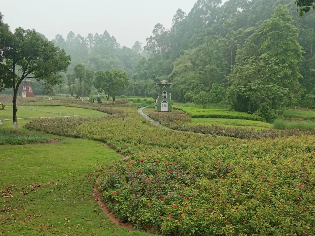 绿心公园5月3号有什么活动,绿心公园花开了好漂亮