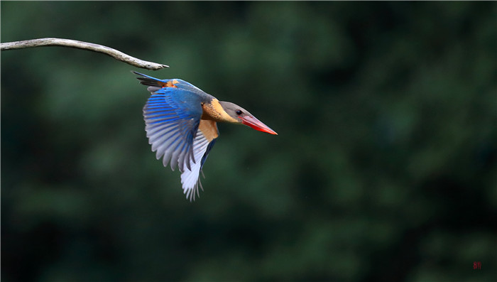 鸟类科普,最稀有的翡翠鸟