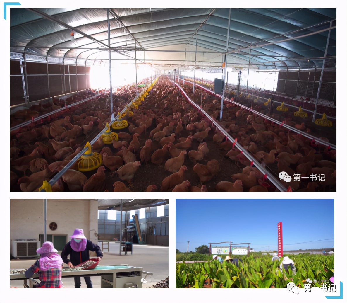 广西乡村振兴带动脱贫,乡村振兴宾阳