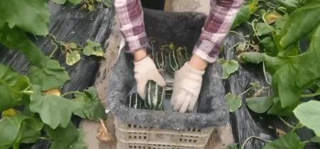 正宗博洋蜜瓜产地,黄洋蜜瓜和博洋蜜瓜区别