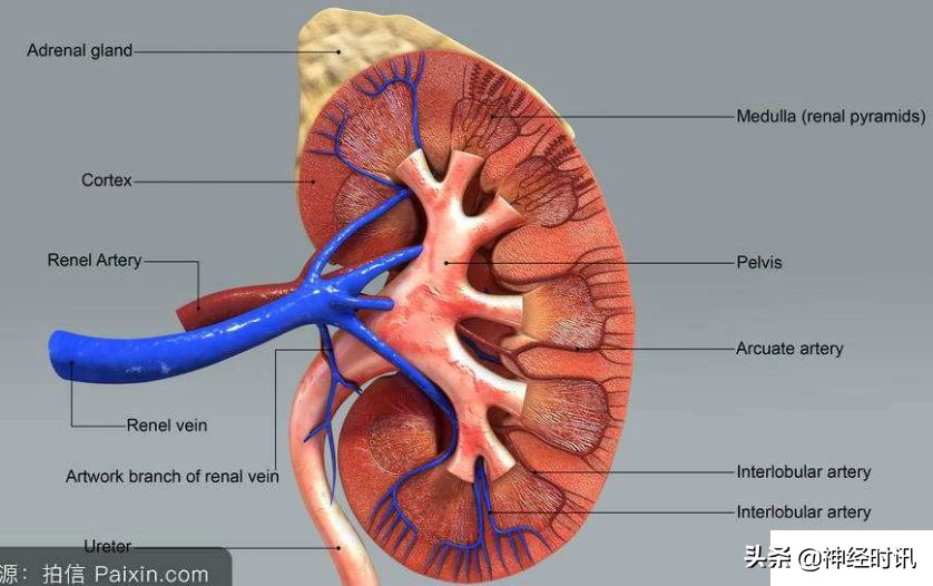 肾脏输尿管膀胱前列腺结构,肾输尿管膀胱解剖示意图