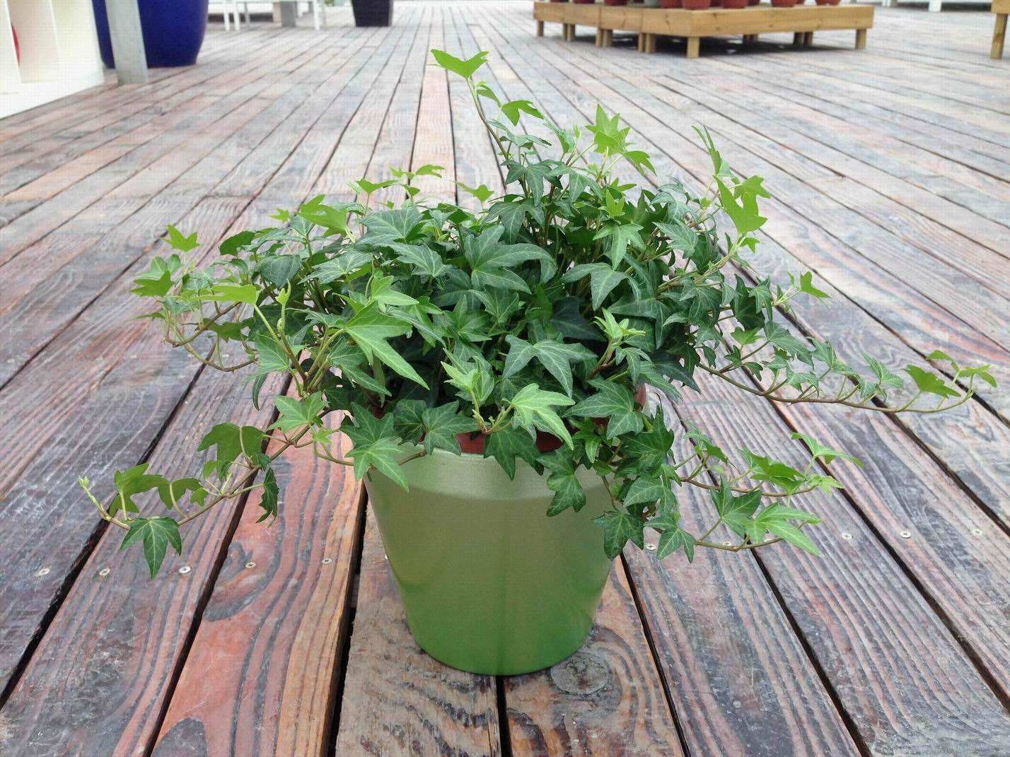 养这些植物吸收甲醛,家里再不担心甲醛危害!