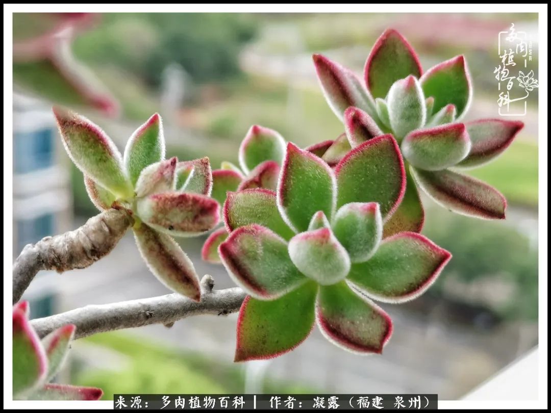 多肉日记严选,多肉日记大全100字