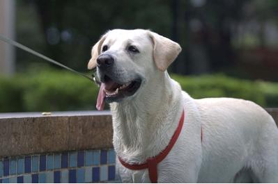 拉布拉多犬怎么养最佳,拉布拉多犬好养吗怎么才能听话