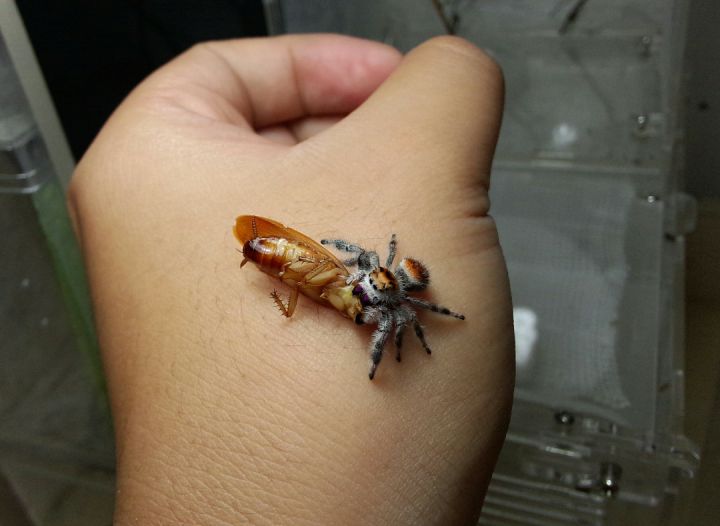 灭蟑螂的最好方法1-2天灭绝蟑螂,天气渐冷蟑螂出来了会死吗