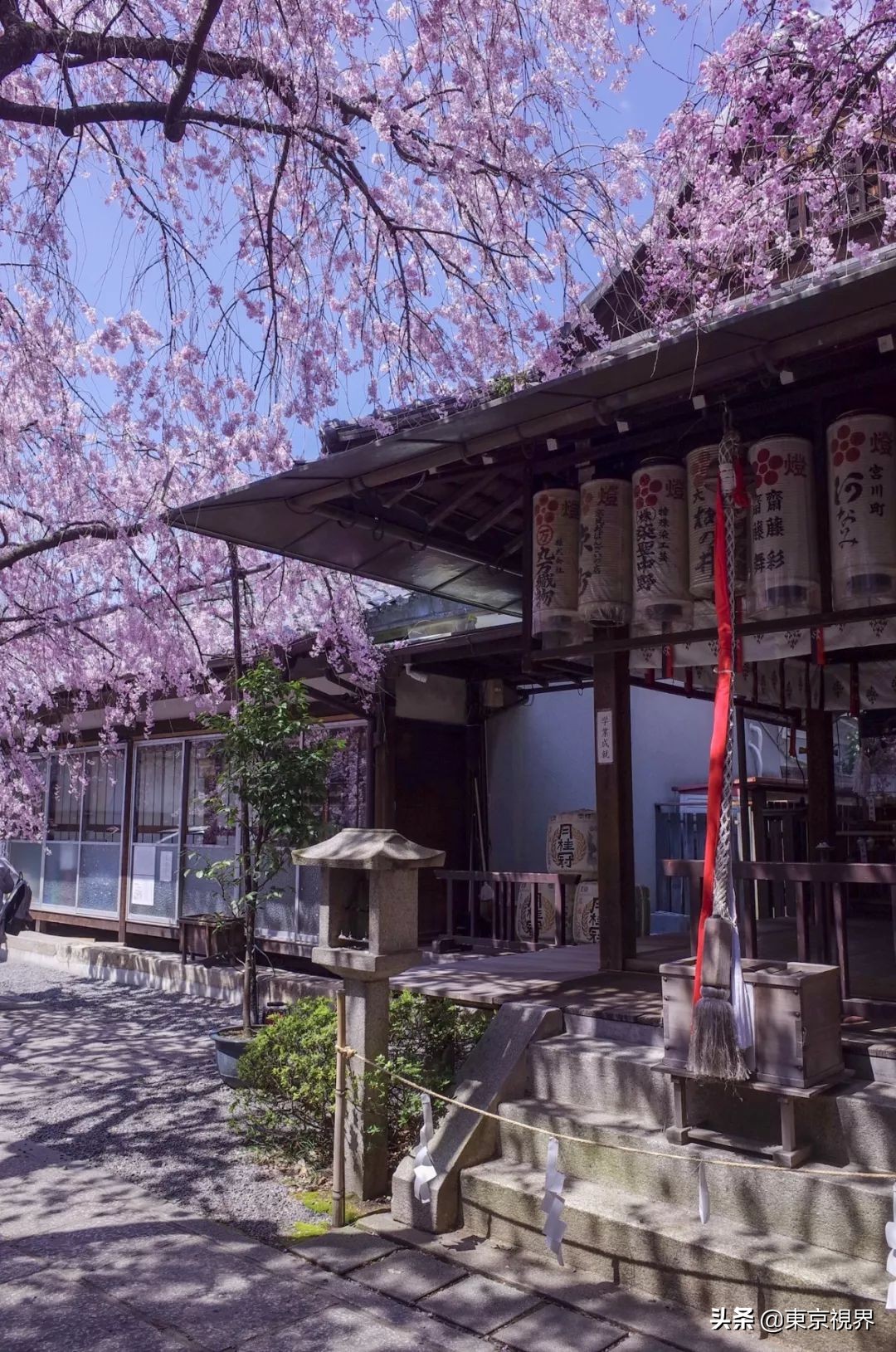 我在京都,攒下一整个春日的绝美樱色送给你。