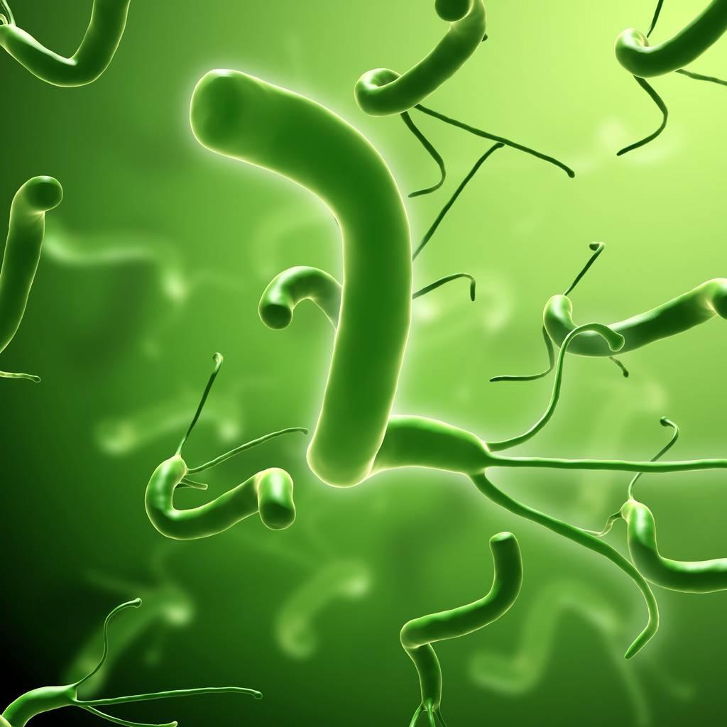 念珠菌感染怎么检查出来男性,念珠菌的诊断与鉴别诊断