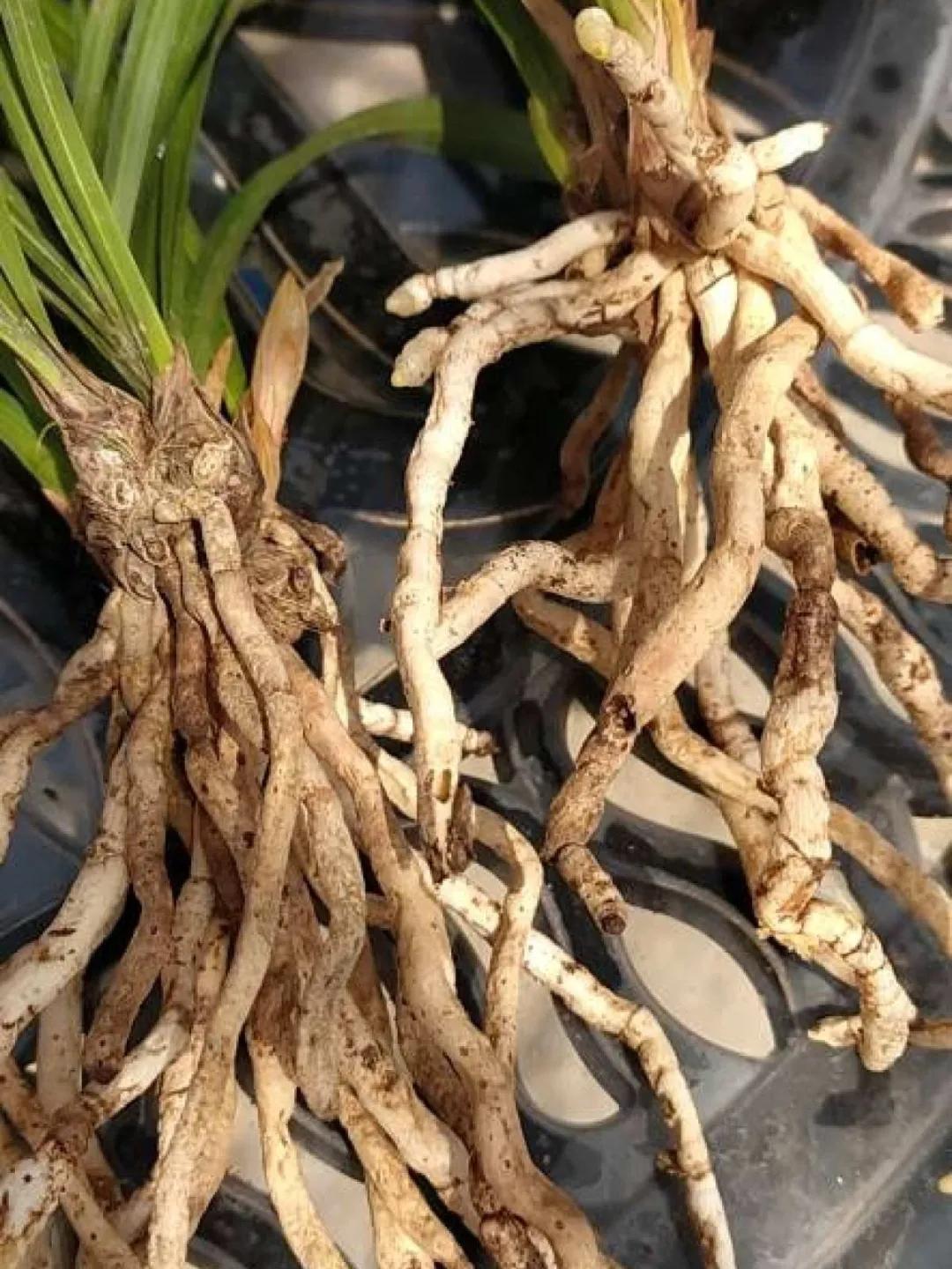 教你如何避开假货买到真品,一张图告诉你怎样分辨假货