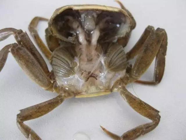 河蟹杀过纤毛虫多久能换水,河蟹纤毛虫可以用硫醚沙星吗