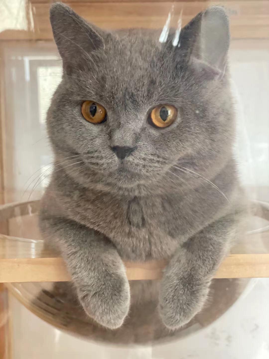 猫咪额头突然肿起来到底是什么原因导致的？你知道吗