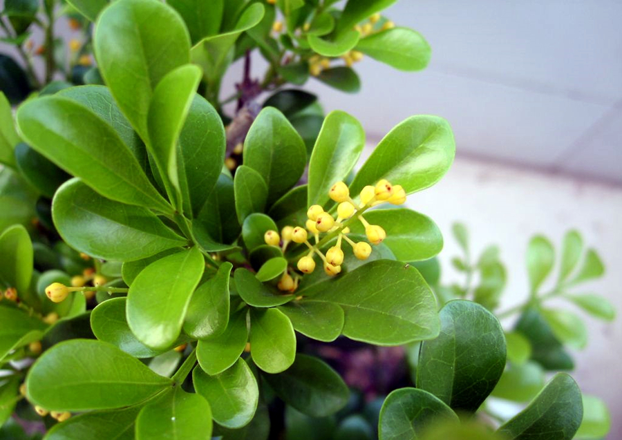 米兰和九里香哪个好养一点,米兰和九里香室内哪个好养