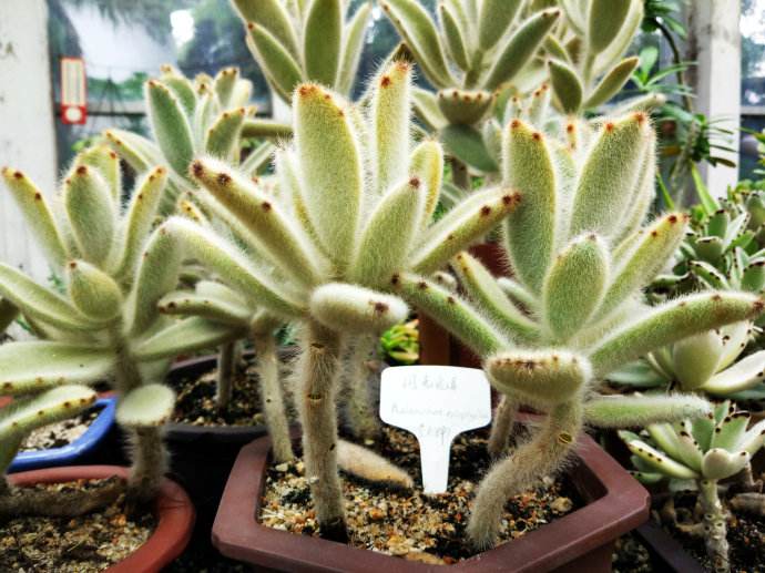 多肉植物兔耳系列精选,多肉植物可爱小兔子