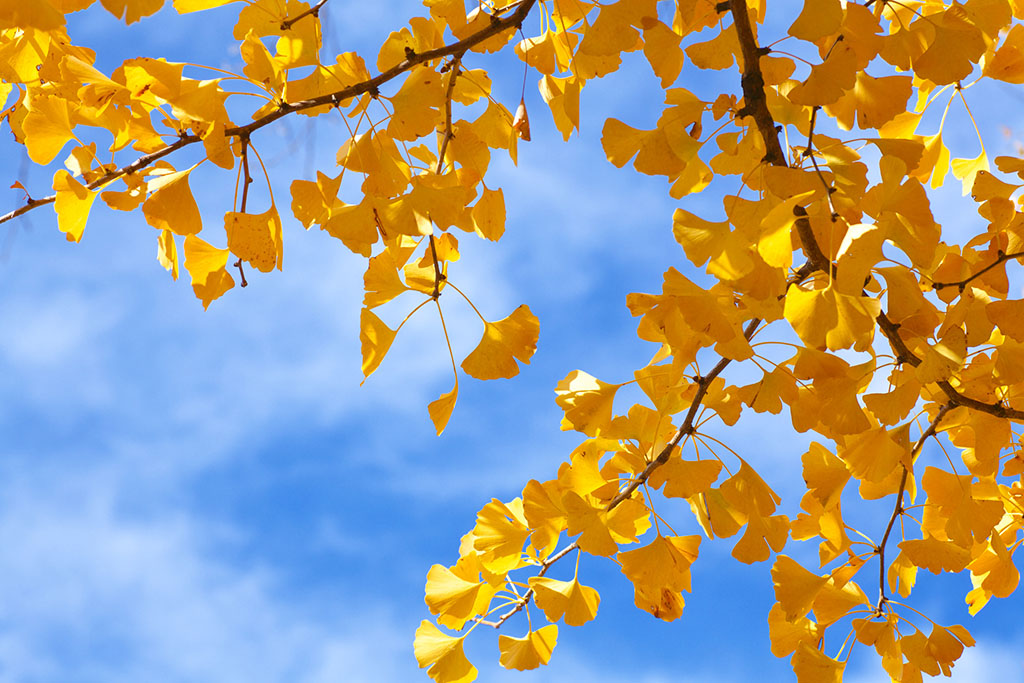 浮生若梦为欢几何是正确的吗,浮生六记浮生若梦为欢几何