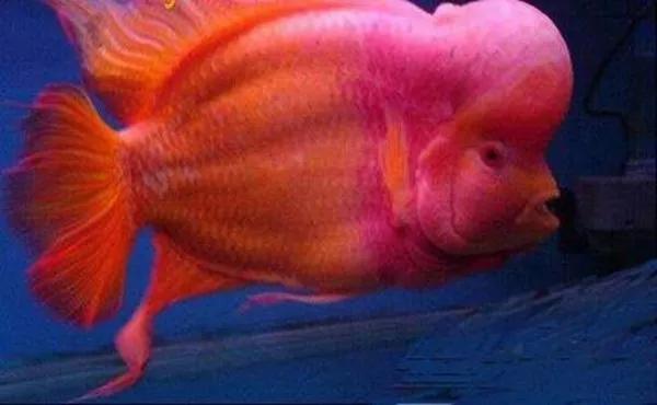 珍珠系罗汉鱼品系详解,珍珠系火凤凰罗汉鱼