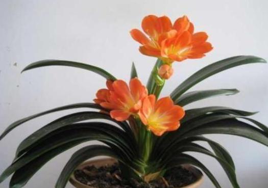 过期药片是养花宝贝肥效强10倍,用废旧过期的药片养花小经验