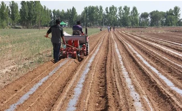 麦茬花生死苗怎么治疗最好,花生茬小麦茎基腐病严重怎么回事