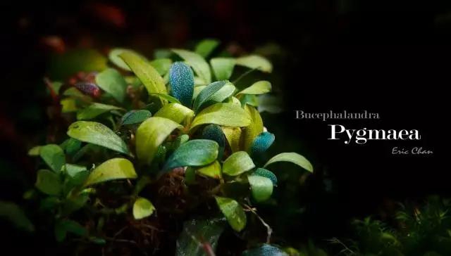 卡佩特k5辣椒榕为什么这么贵,辣椒榕k5为什么贵