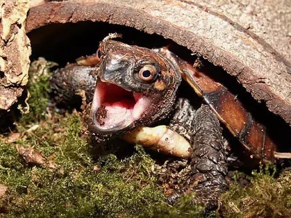 八角灵龟是不是保护动物,锯缘龟八角灵龟