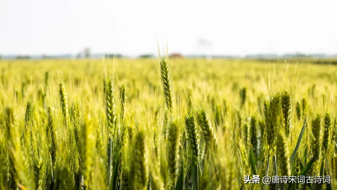 风吹麦浪李健,风吹麦浪孙俪李健