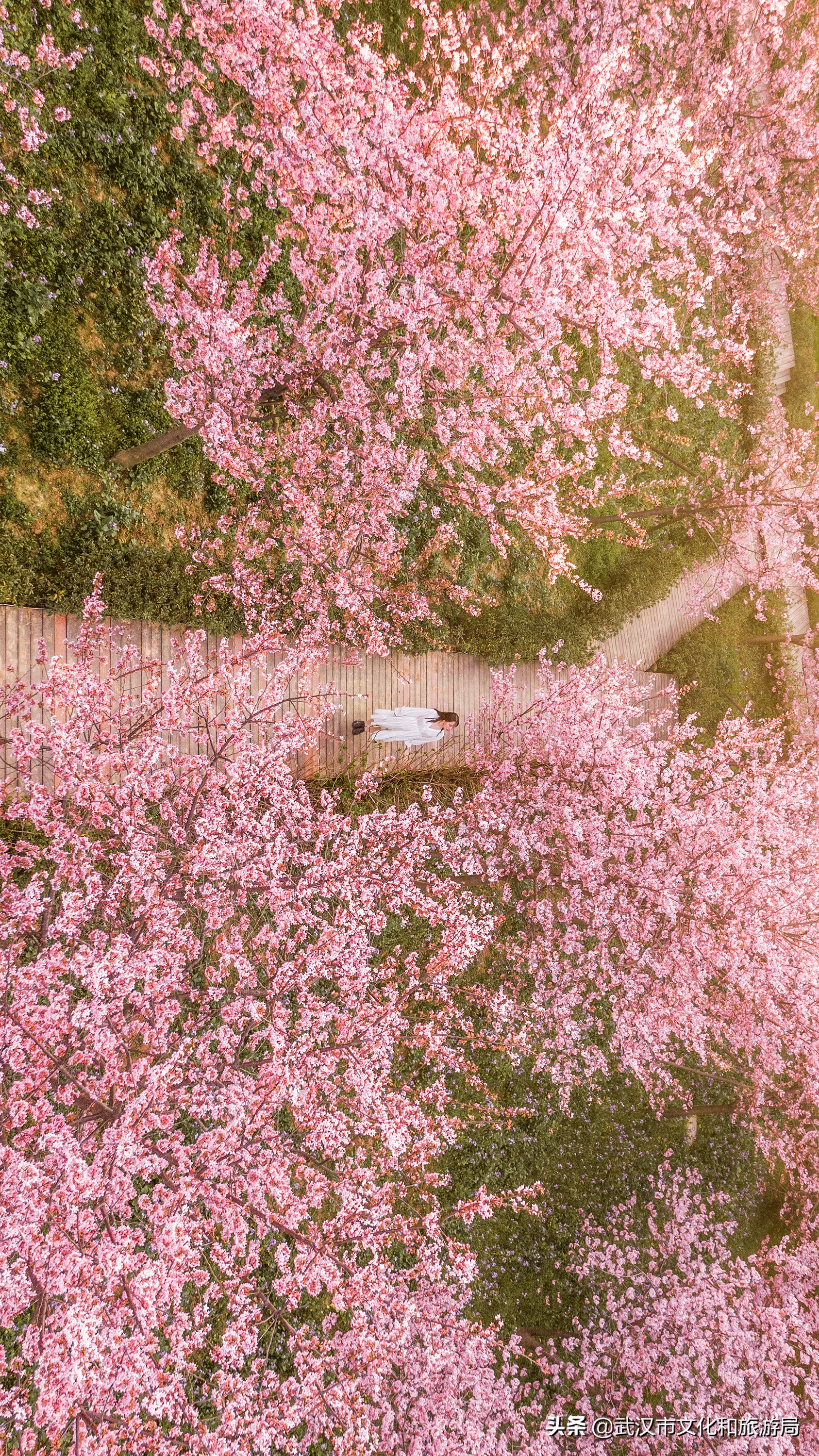 武汉东湖樱花门票,武汉看樱花的景点