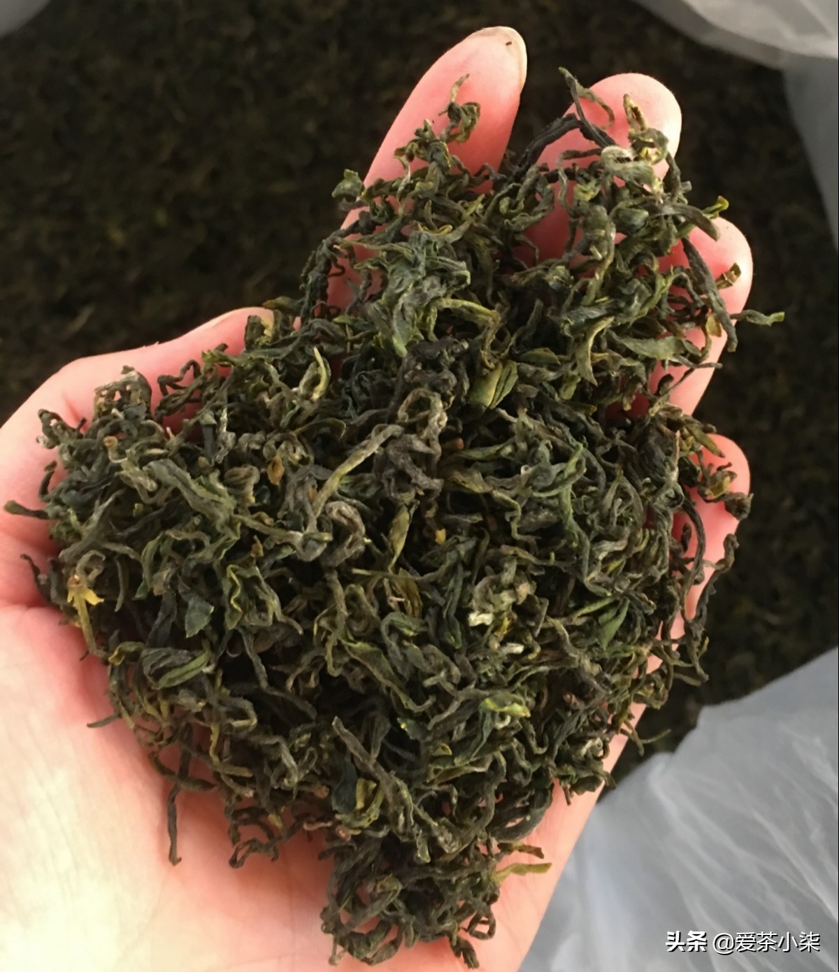 崂山茶如何喝才是正确的,崂山茶的口感鲜爽