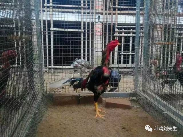 斗鸡有哪些特性与训练方法,斗鸡的特性