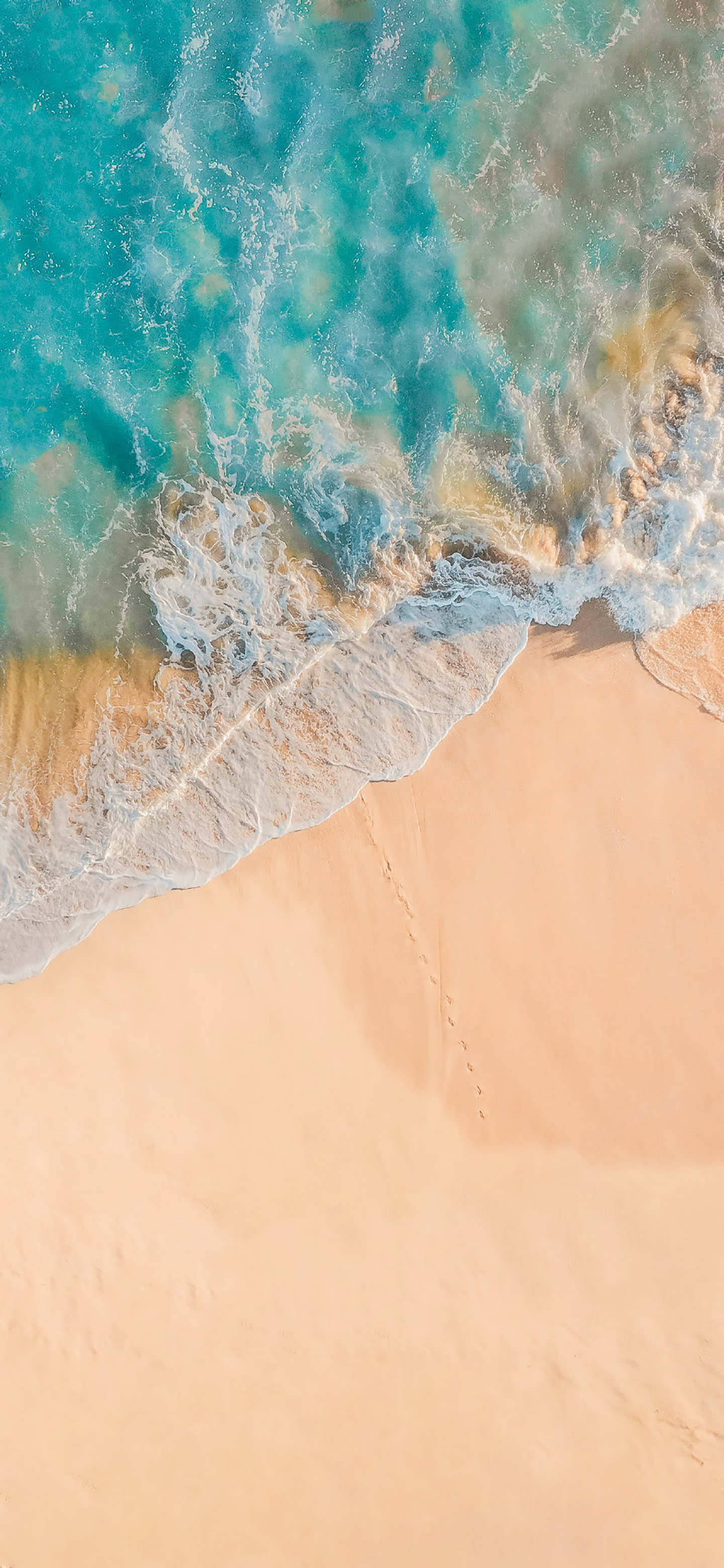 蓝天大海沙滩椰树图片高清壁纸,太阳蓝天大海海鸥的壁纸