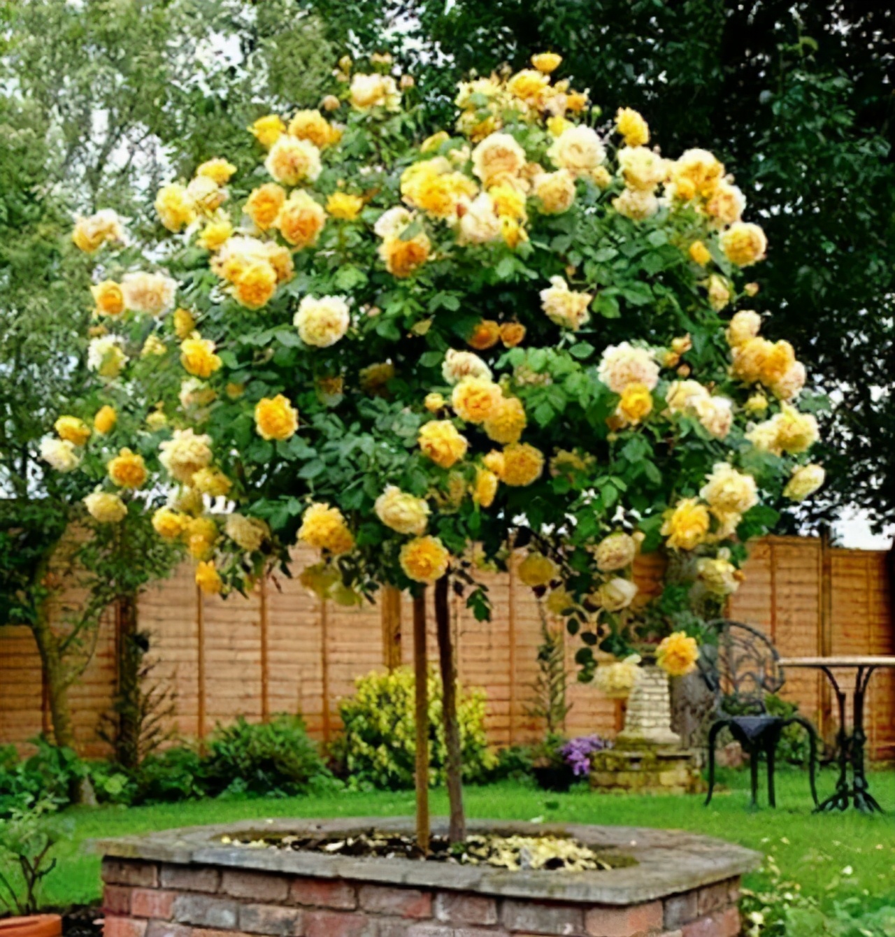 李子柒的院子都种的啥,李子柒推荐的三种花