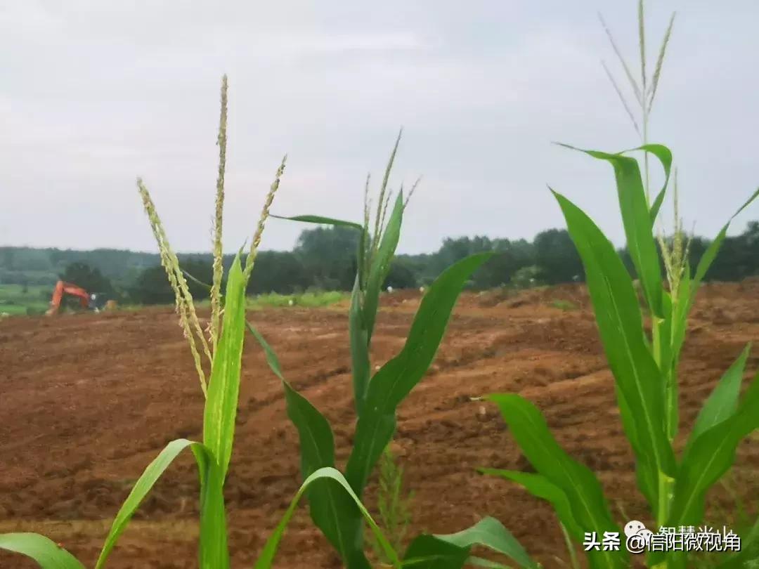 河南一名55岁村支书牺牲,农村村支书因公殉职