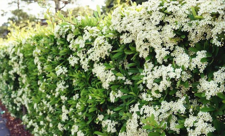 石楠花为什么是生命之花,石楠花是怎样的