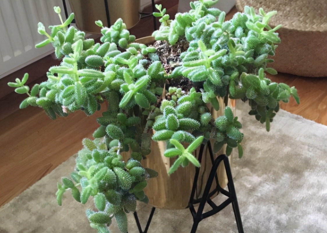 稀有奇特进口多肉,家里养着五种常见多肉