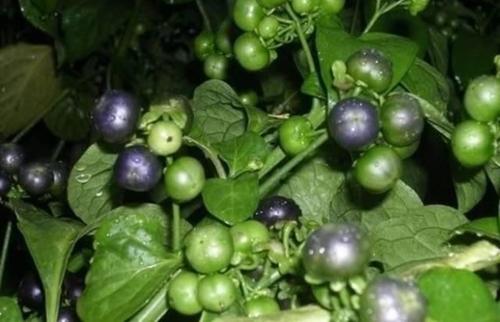 鲁西南农村黑天天，吃过它的人都已经不在年轻了