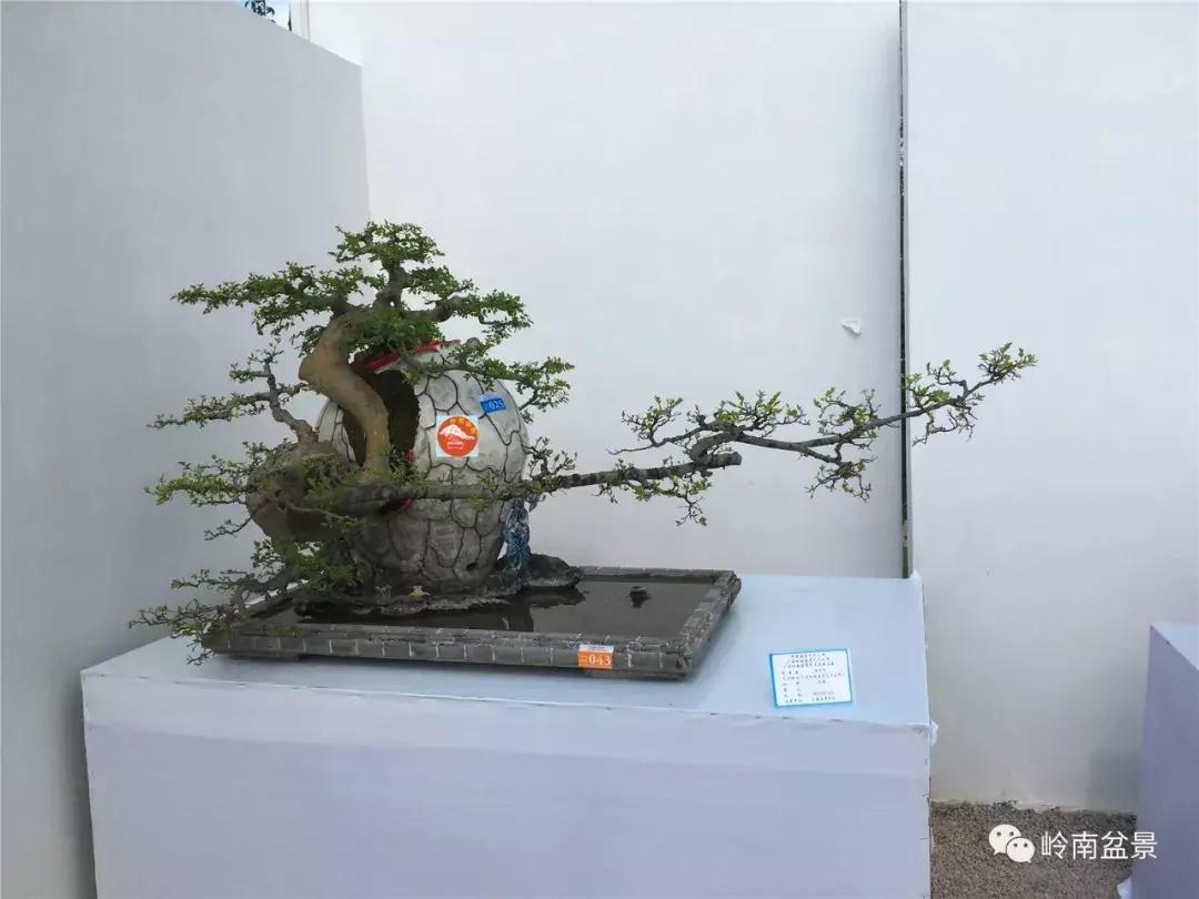 临水式金弹子盆景图片大全欣赏,看盆景展里赏心悦目的盆景