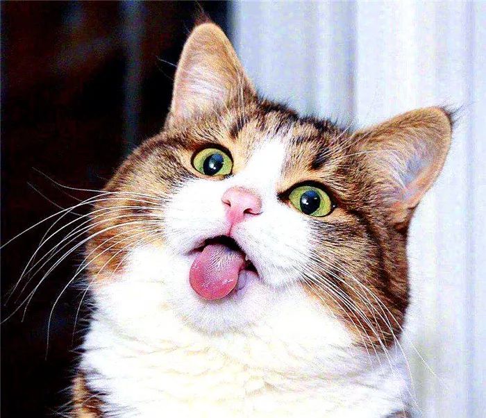 猫呕吐的原因毛球症 (猫咪呕吐毛球是怎么回事)