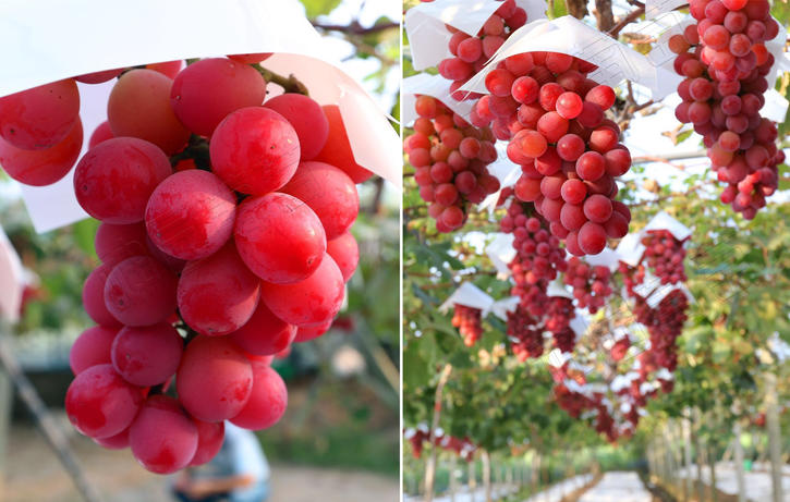 最推荐种植的葡萄品种,最好种植的葡萄品种