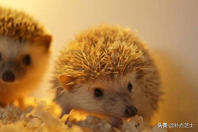 关于刺猬的小知识,宠物刺猬的冷知识