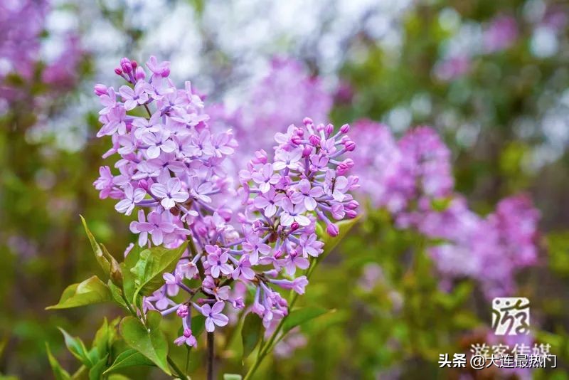 辽宁踏青赏花地点推荐,辽宁春游踏青赏杜鹃花