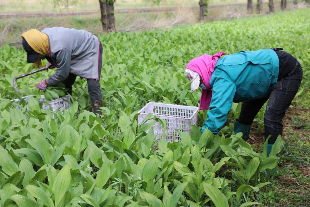 农村懒汉山上野菜移栽田地，发誓成为镇里首富，出口国外挣外汇
