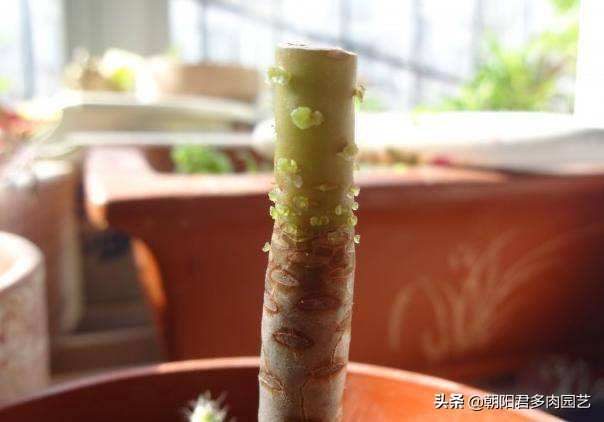 多肉植物只出根不长芽怎么办,多肉植物长得快不
