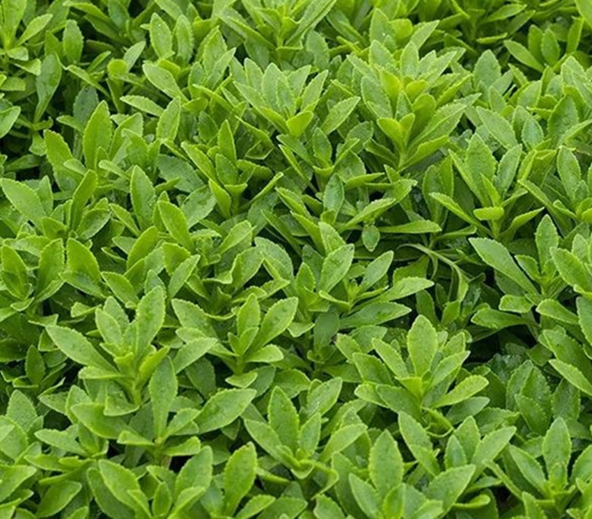 农村适合种植的药材品种,目前农村种植什么最好赚钱呢