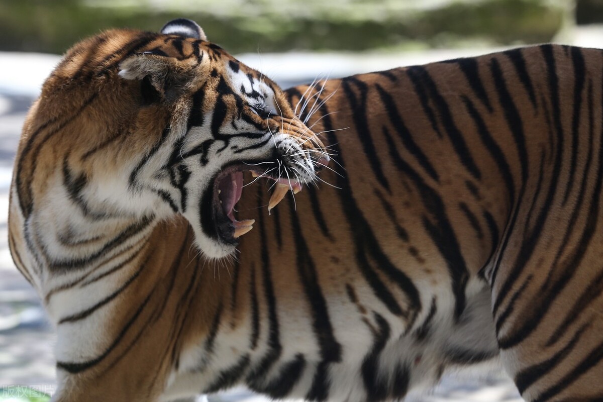 真正的野生老虎多可怕,为什么野生老虎处于危险中