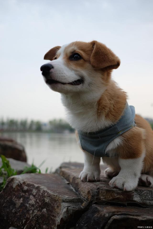 如何训练柯基在阳台定点上厕所,如何训练柯基在指定的地方上厕所