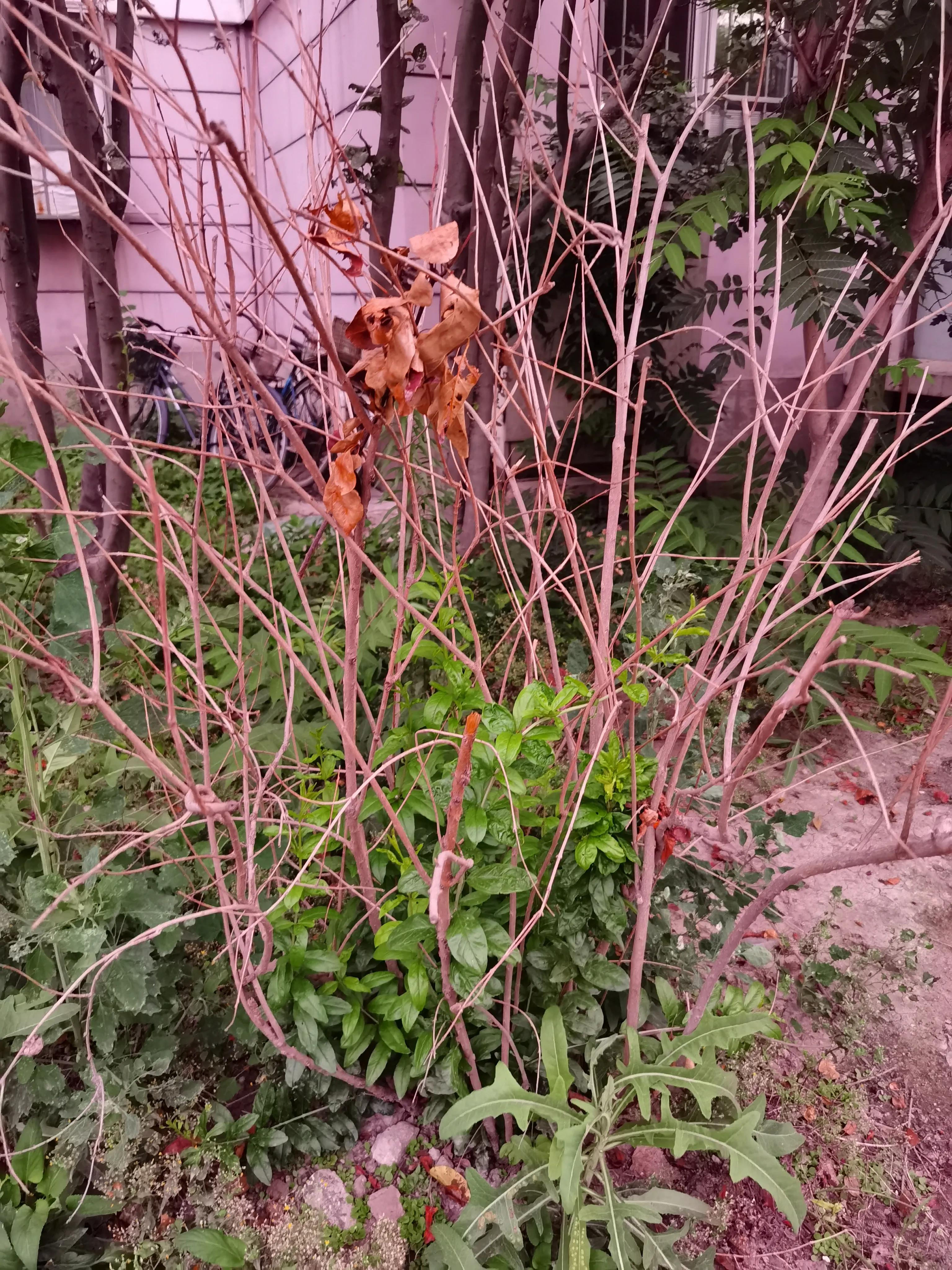 七月来了，天津小区知了钻出地面，曾经枯死的石榴树竟有发芽的