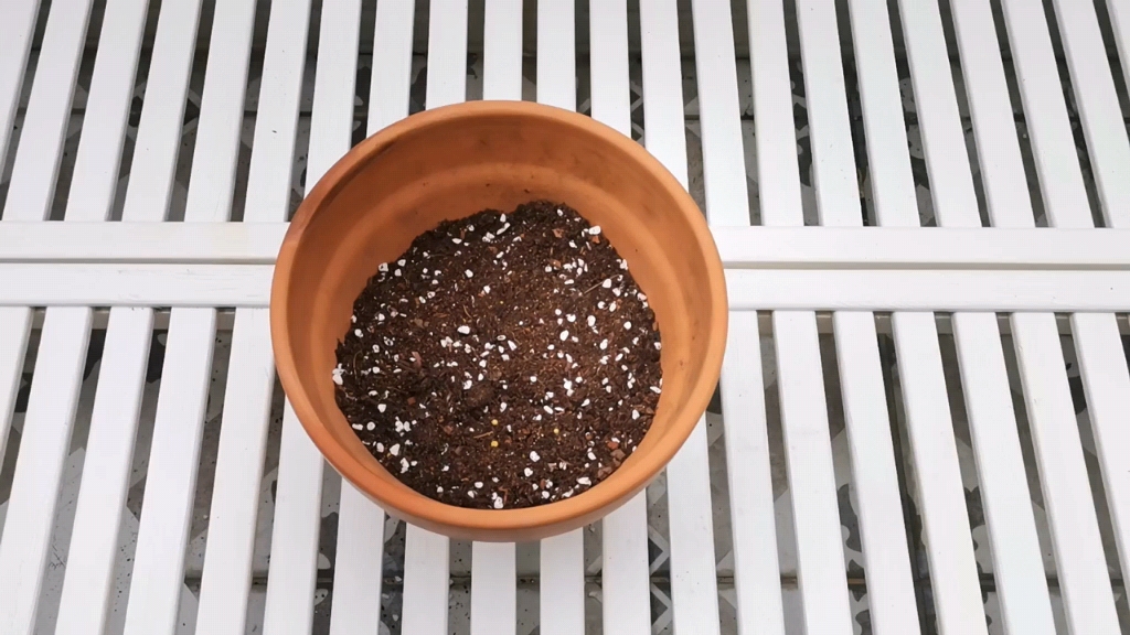 酢浆草如何播种,酢浆草从种子到发芽到开花全过程